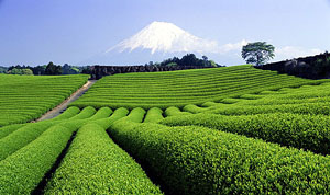Индия. Чайные плантации