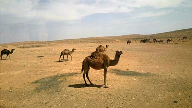 Тунис, пустыня Сахара