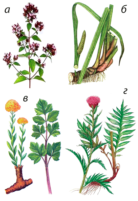 Лекарственные растения - 3