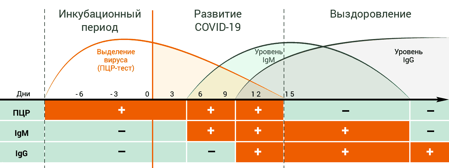 Диагностика COVID-19. Стадии развития - болезнивирус, антитела