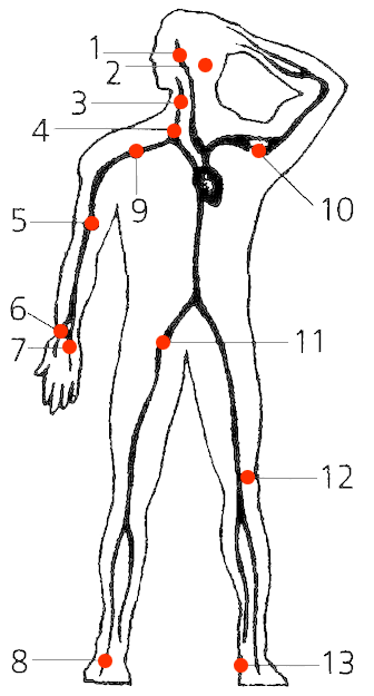 Точки определения пульса на теле человека